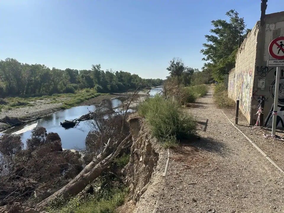 Camino de la Ribera del Gállego parcialmente cubierto por broza y maleza, mostrando el abandono y la falta de mantenimiento del sendero.